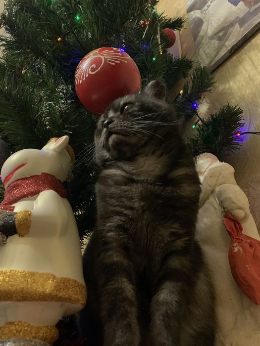 Чистокровный кот на вязку