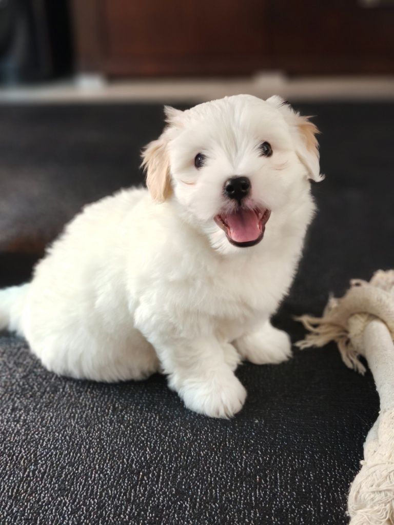 Szczeniak (FCI) Coton de Tulear - chłopiec, włos