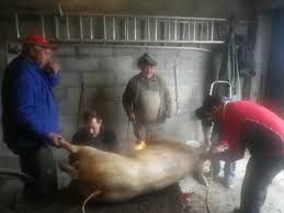 Porcos mato ao domicílio e vendo carne de porco a metades ou inteiro