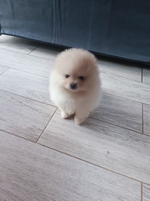 Pomeranian suczka "Bóo"