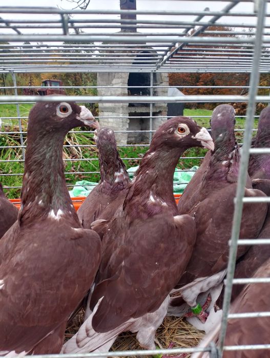 Sprzedam gołębie staropolskie