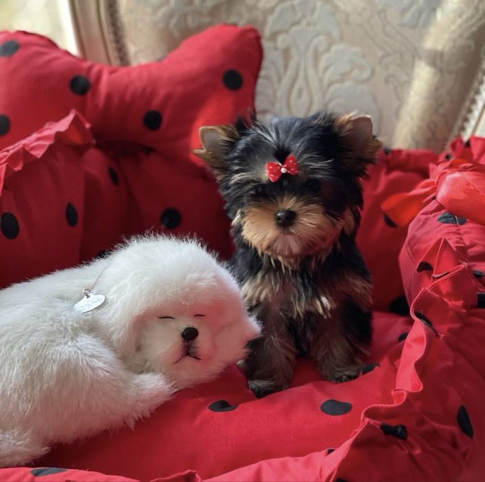 Девочка йоркширский  терьер КСУ микро супер мини