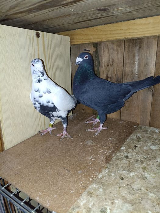 Golebie pocztowe tygrysy