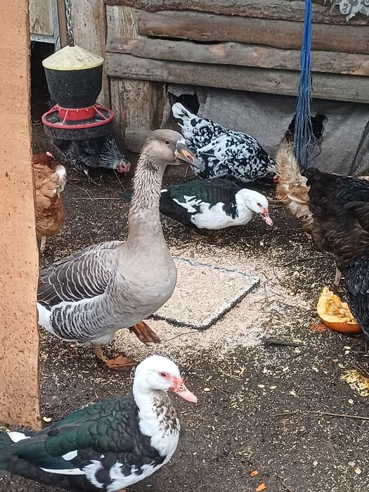 Sprzedam gesi  młode