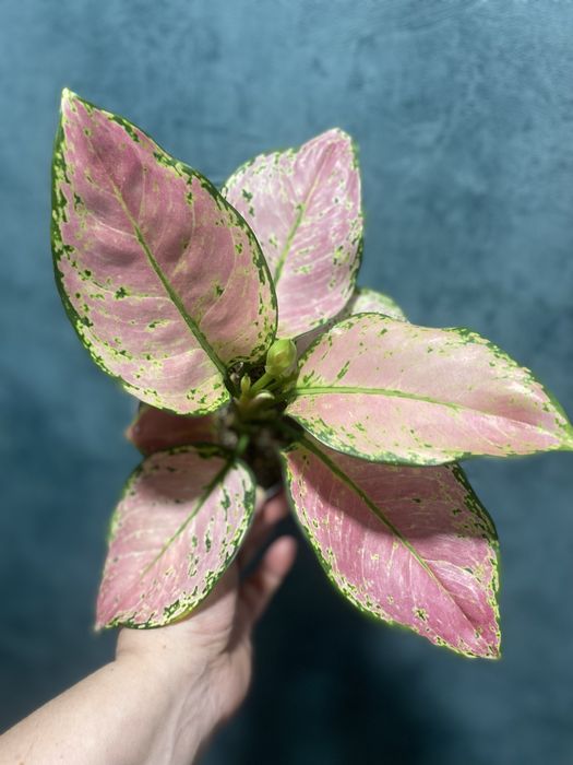 Аглаонема Pink Star (Пінк Стар)