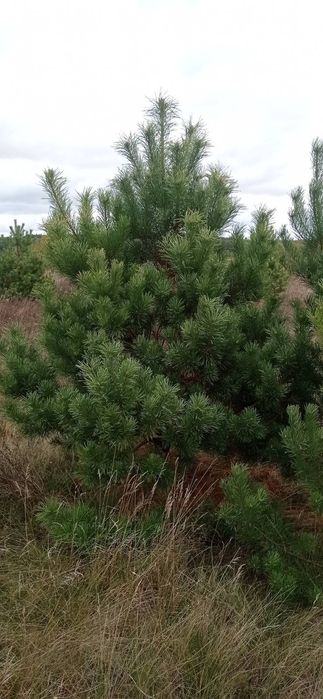 Сосна новорічна, опт
