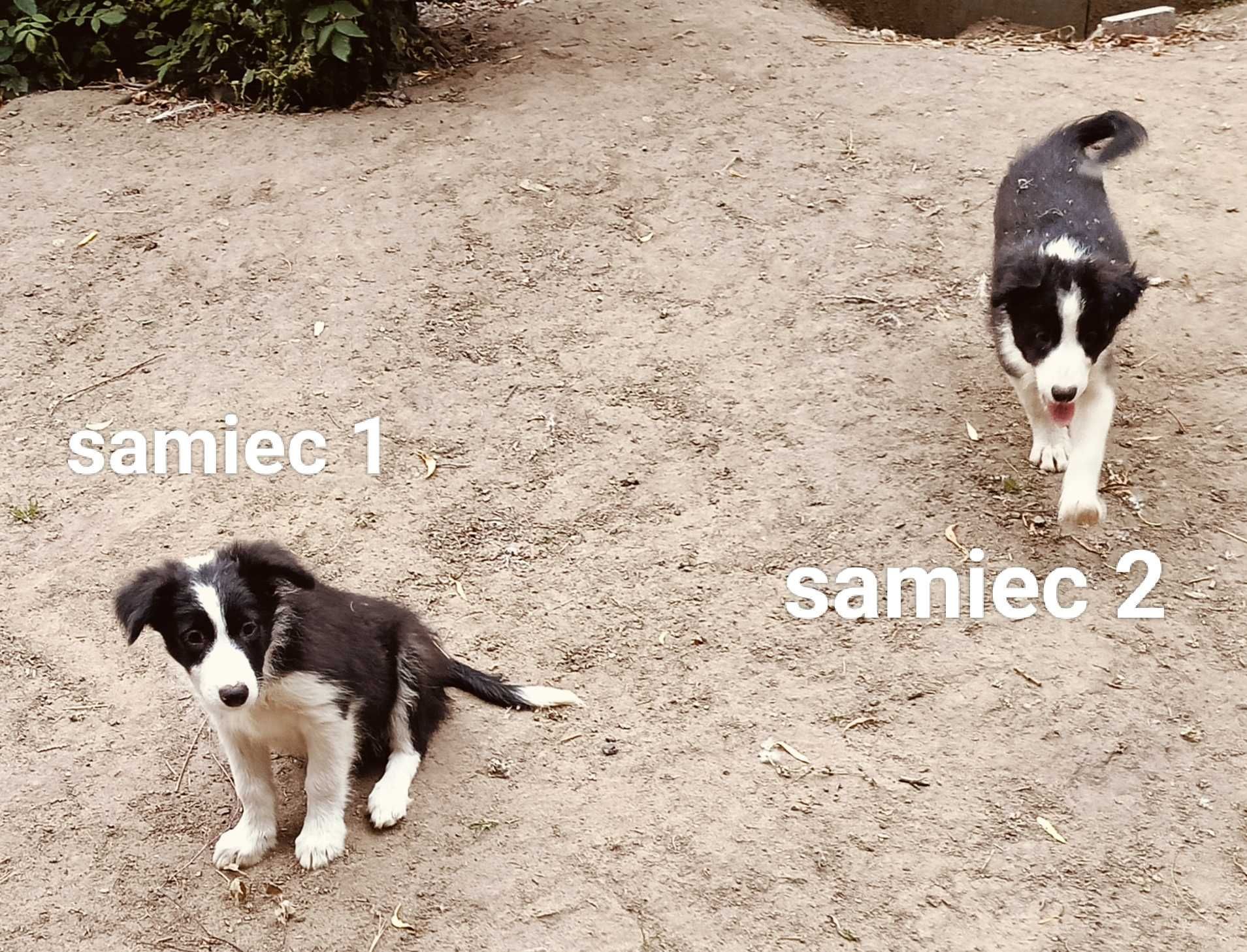 Samiec border collie