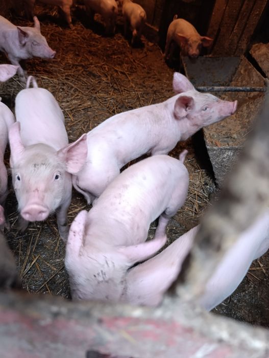 Продам домашні свині!