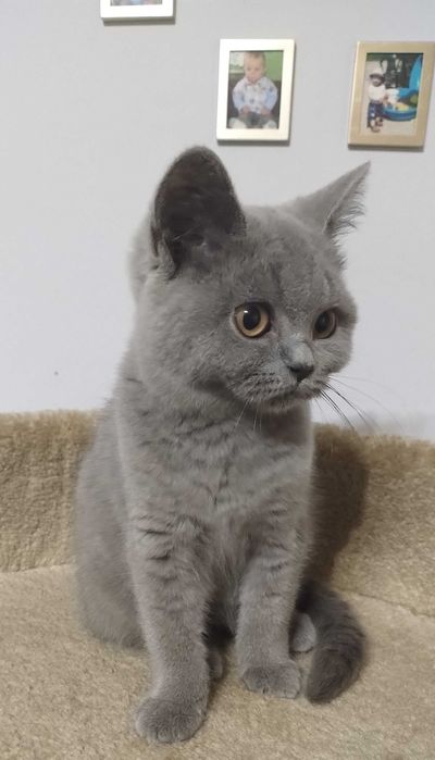 Kotka Brytyjska Niebieska z prawdziwym rodowodem FPL