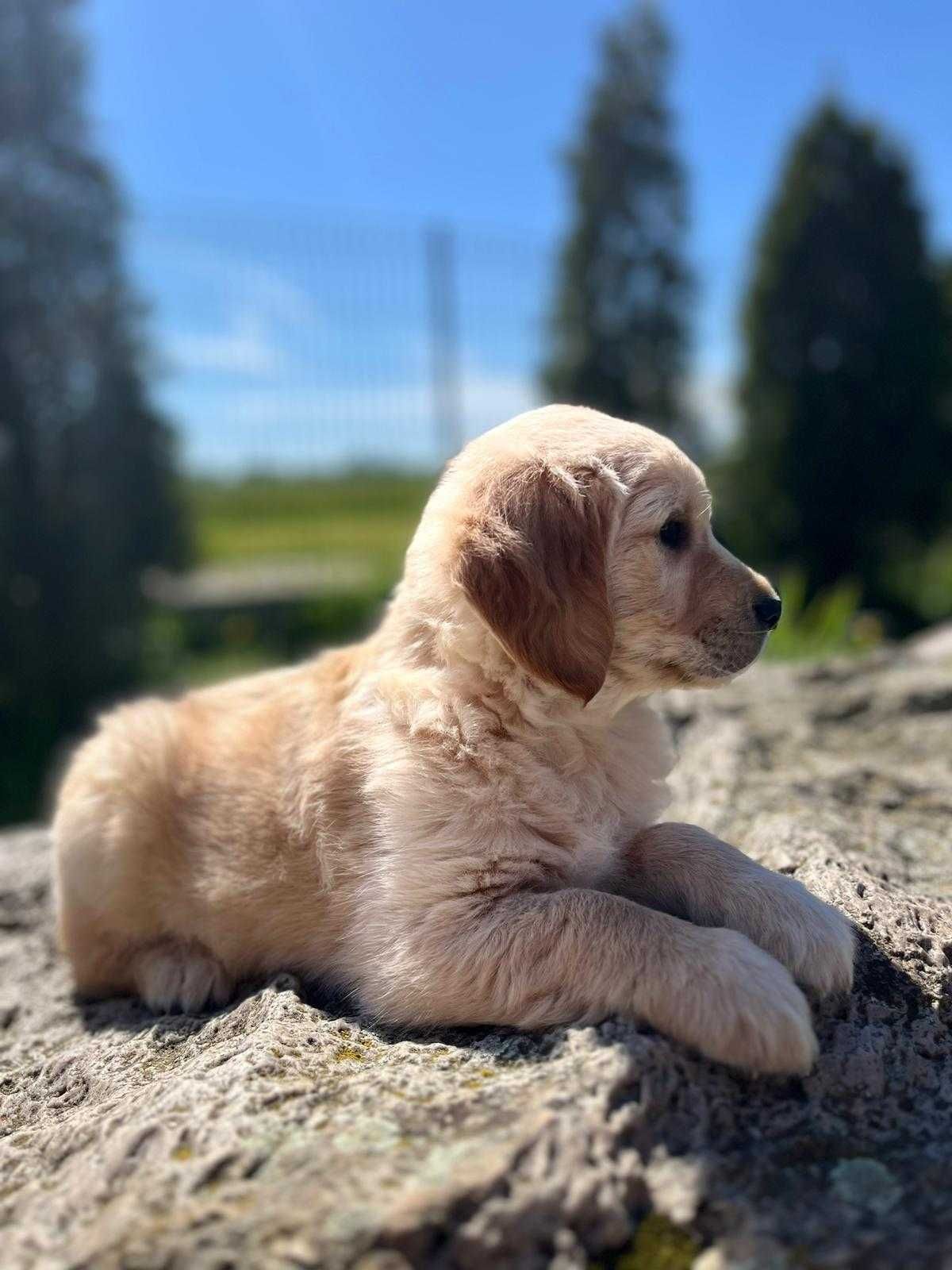 Golden - Golden Retriever- suczka