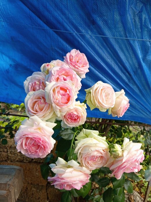 Продам дачу Власівка кооп Граніт