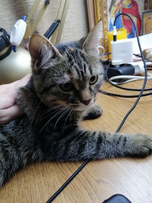 Бесплатно котята