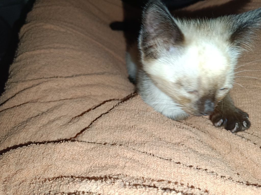 Gato para adoção
