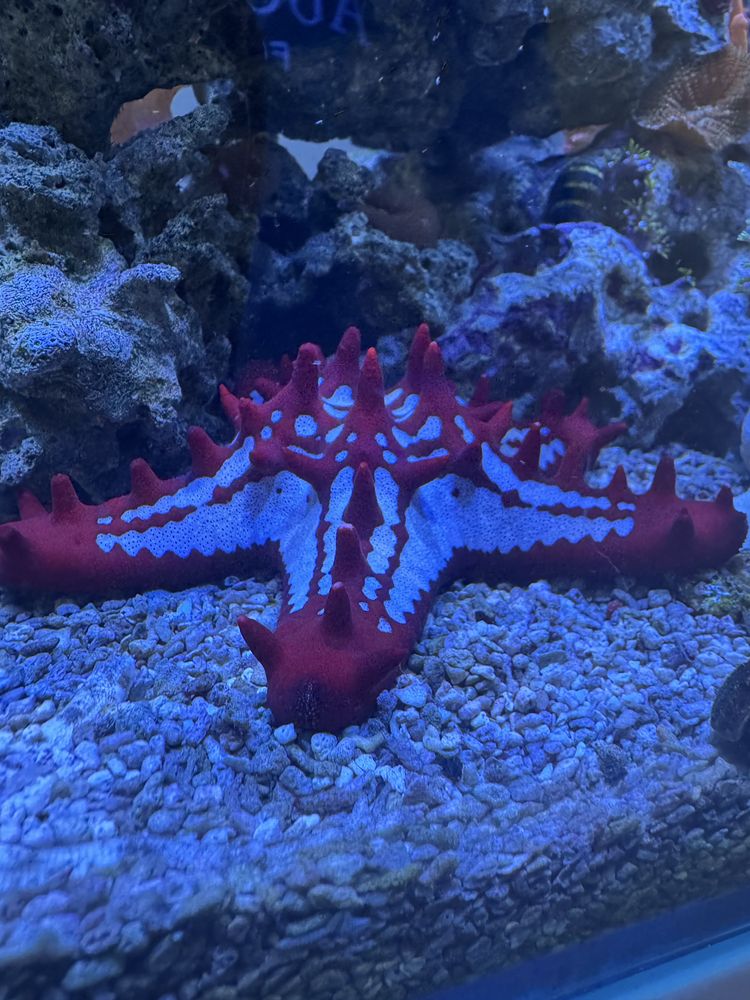 Protoreaster linckii - estrela do mar