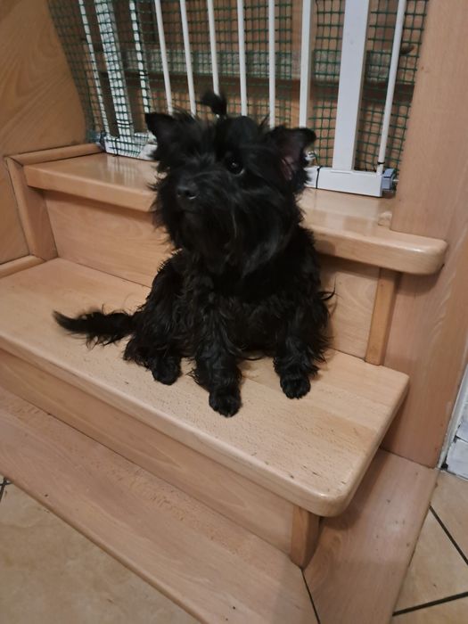 Yorkshire terrier