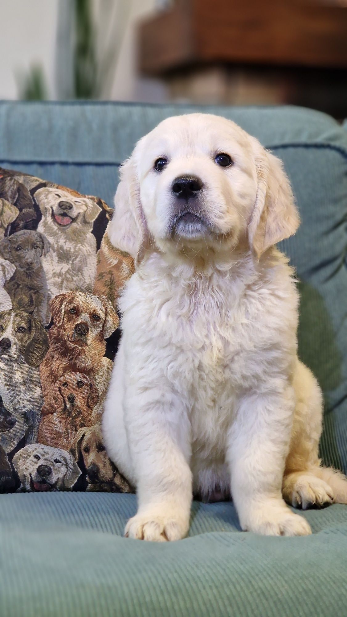 Golden Retriever FCI ZKwP szczeniak