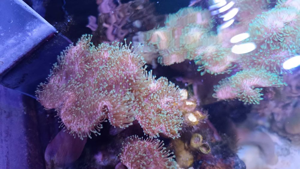 Sarcophyton green fluo Koral Koralowiec akwarium morskie 12 cm