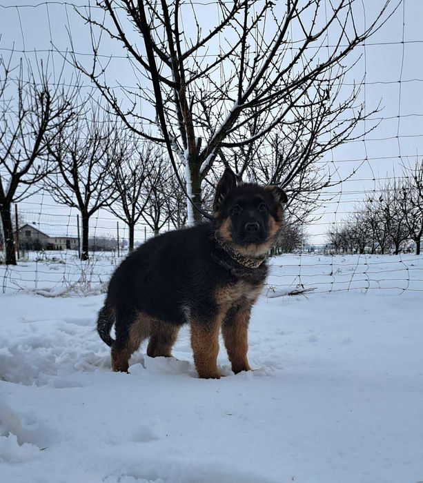 Owczarek Niemiecki długowłosy FCI