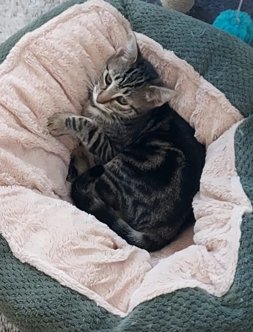 Gatinha bebé para adoção