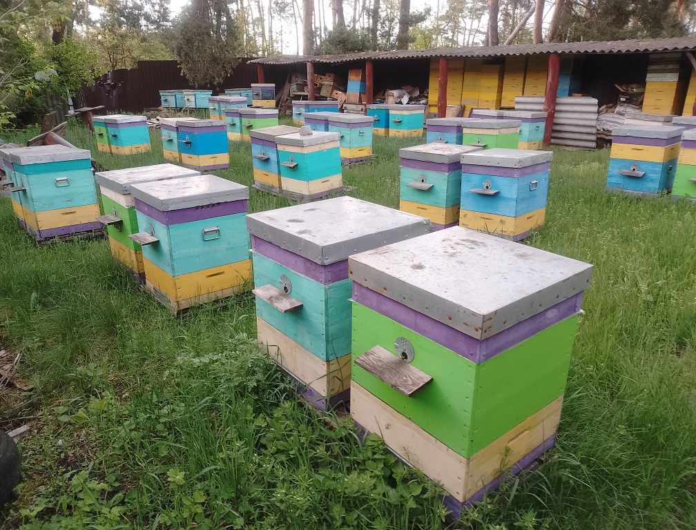 Продам бджолосім'ї породи Бакфаст