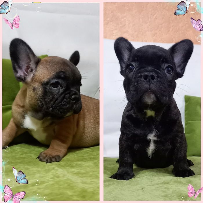 Добре виховані цуцики