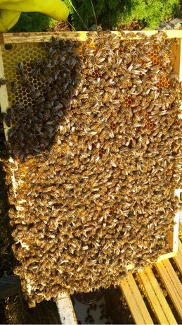 Odkłady pszczele - 5 ramek wlkp.