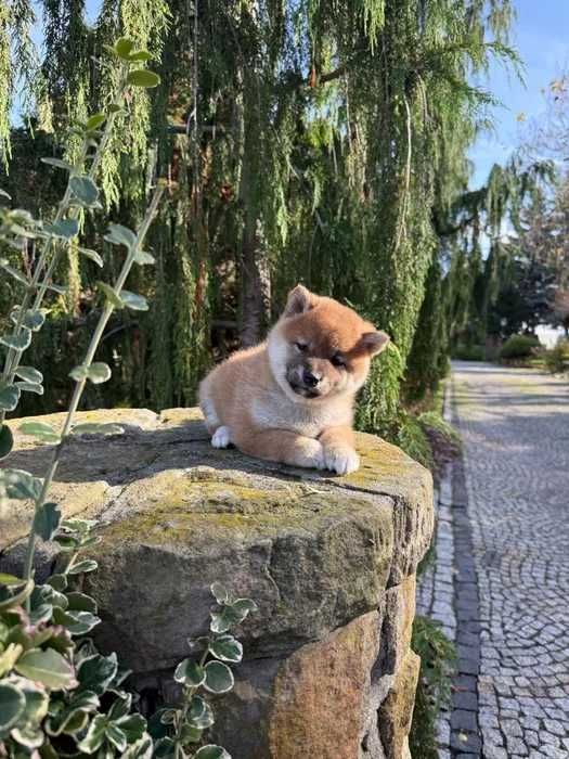 Shiba Inu disponível