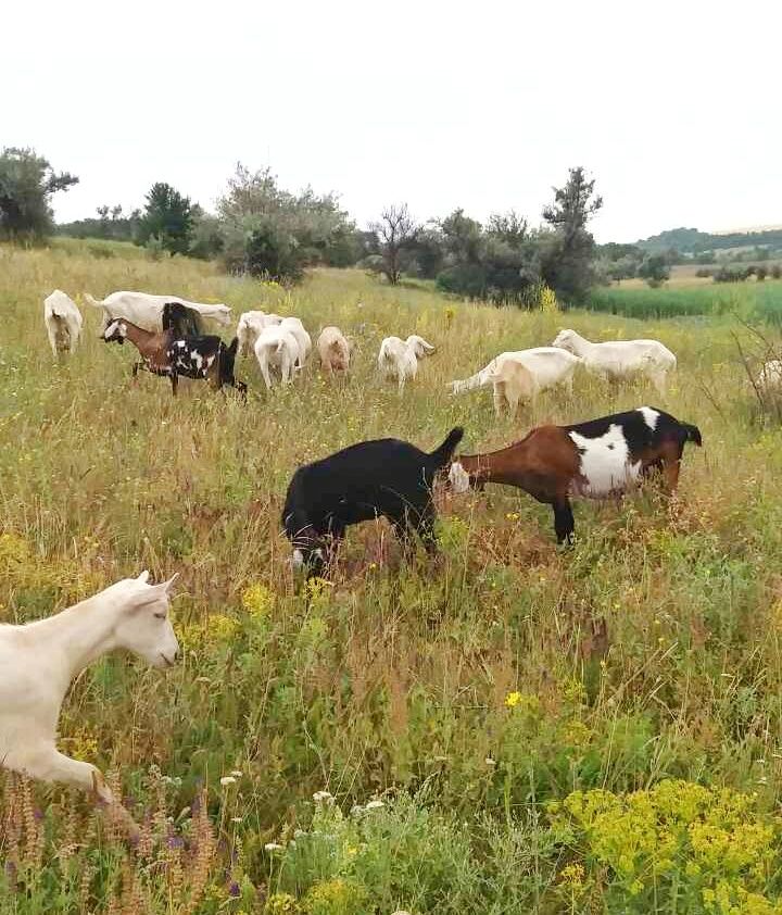 Молоко козье (зааненской и англо-нубийской породы коз).