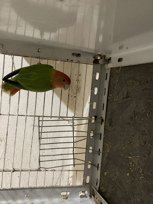 Agapornis verde opalino reprodutor .