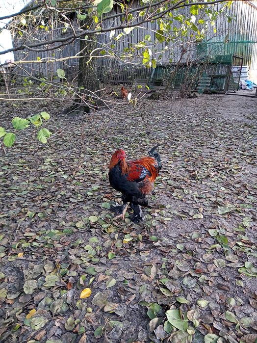 Sprzedam Koguty Brahma, Kochin, krzyżówka nioski