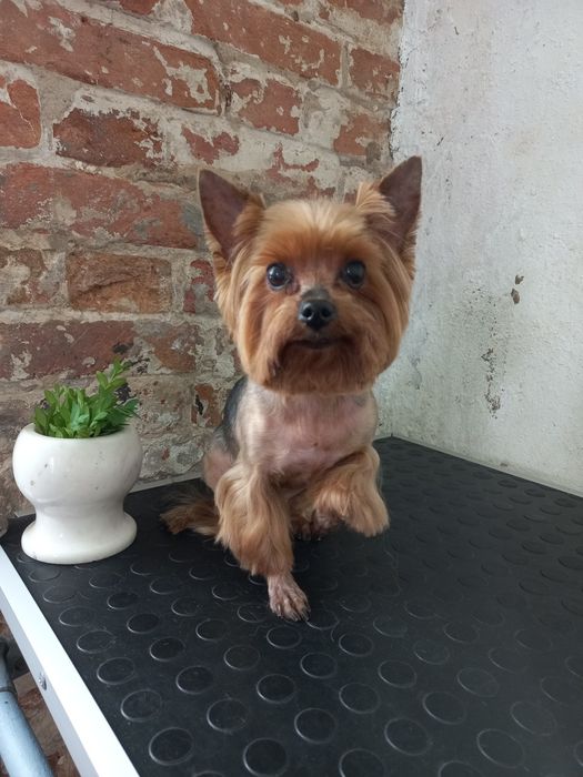 Стрижка собак мелкие и средние породы. Груминг на Кацарской