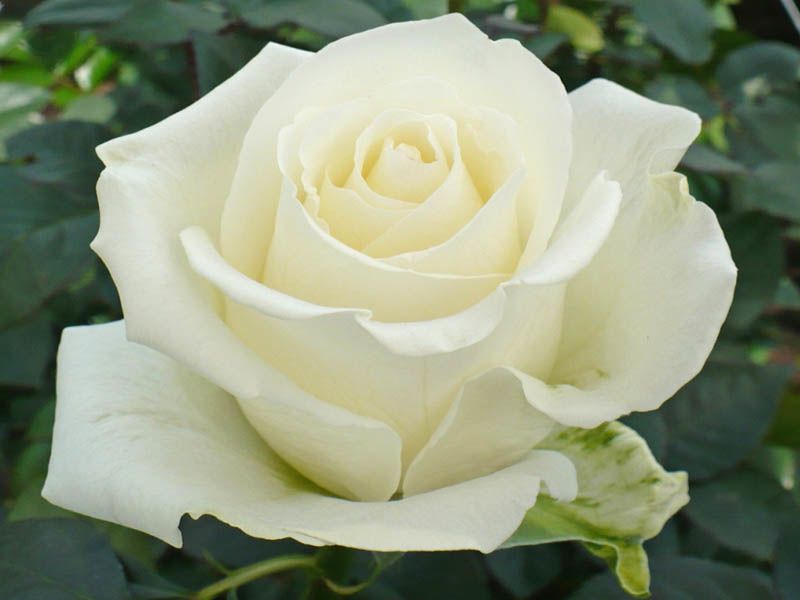 Róża wielkokwiatowa, róże rabatowe, różne kolory, sadzonki I gatunek