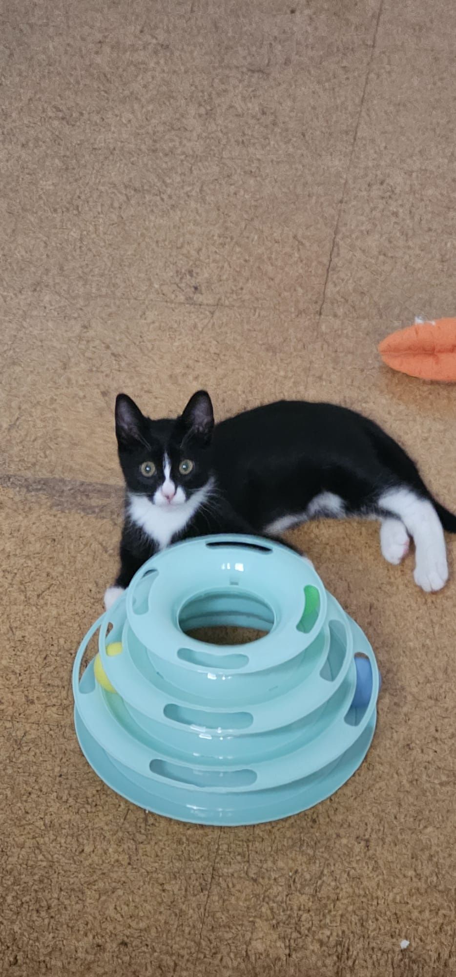 Gatinha bebé para adoção