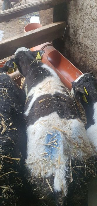 Cielęta mięsne cielaki mm hf samodzielne polskie gospodarstwo i na mle