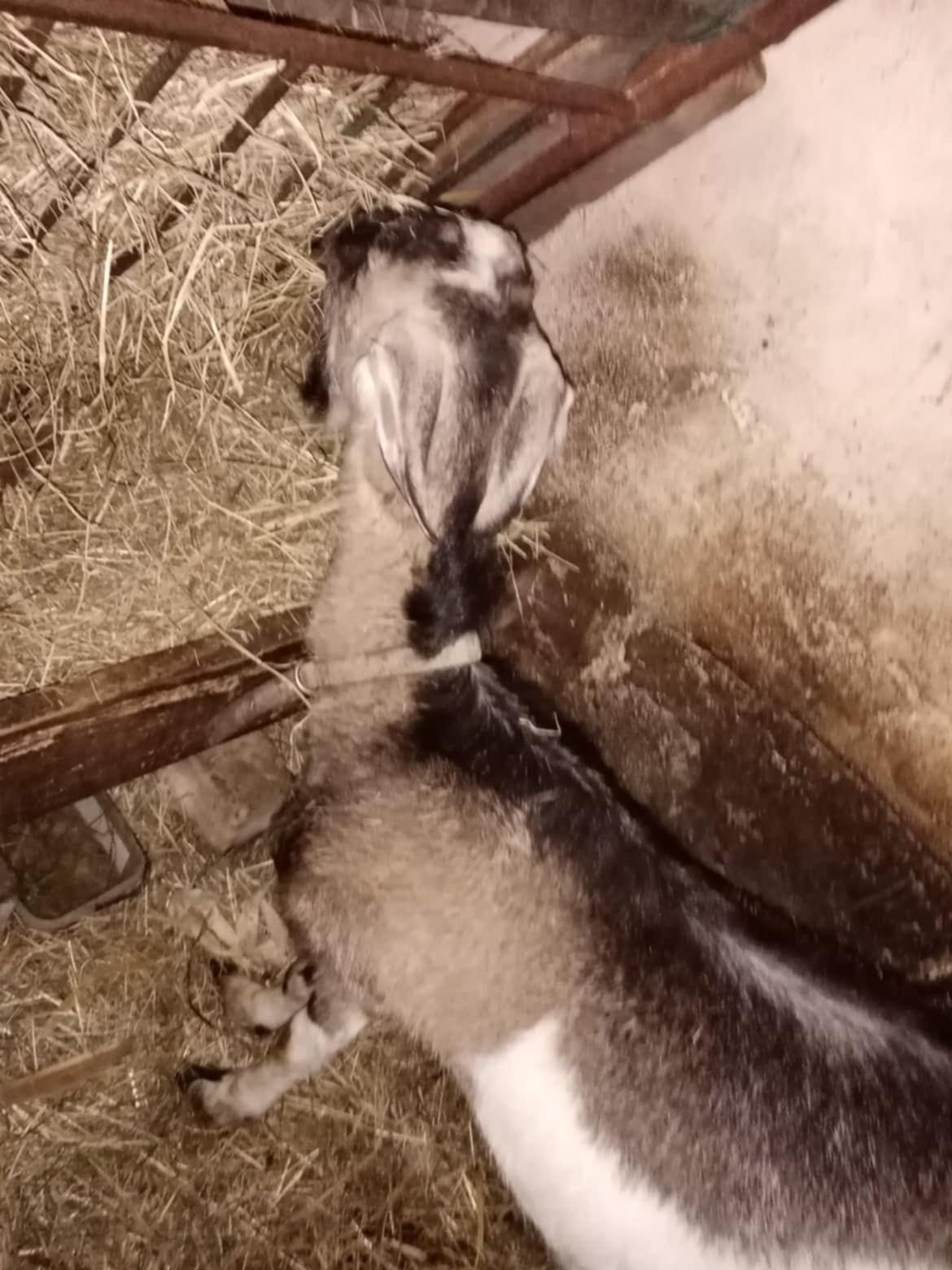 Sprzedam kozę z mlekiem. Oraz kaczki biegusy