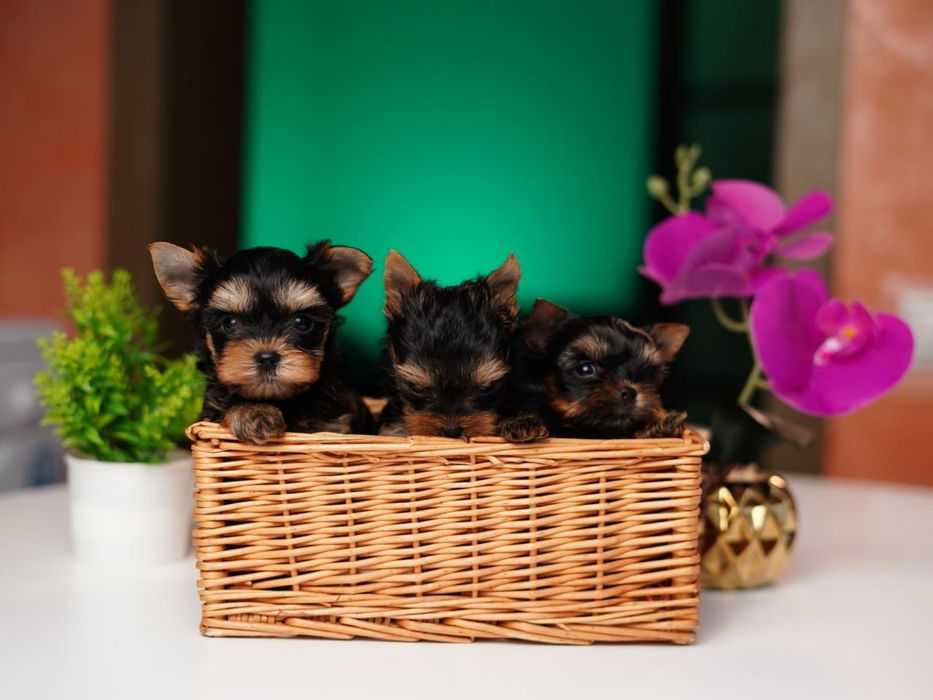 Маленькі йоркив пошуках сім'ї