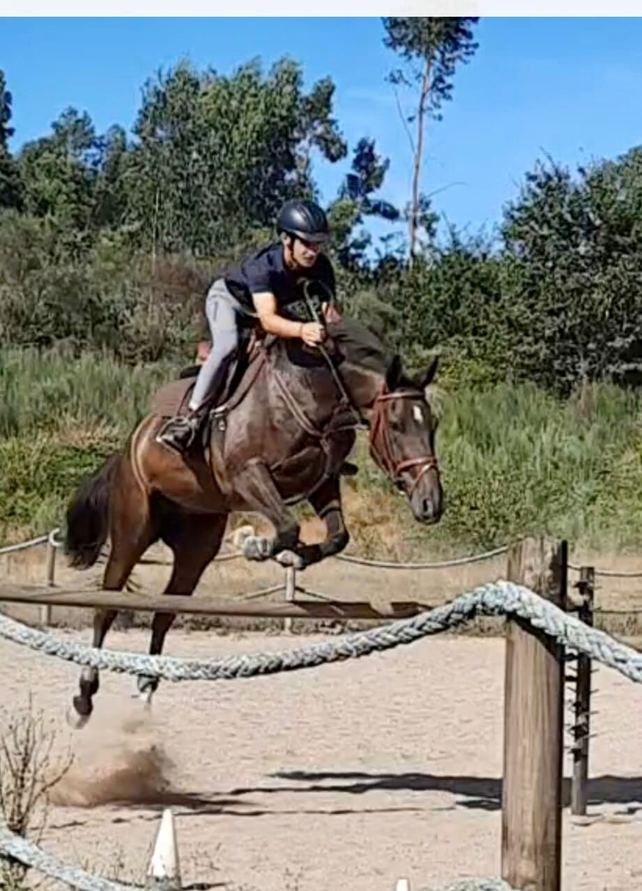 Vendo excelente cavalo