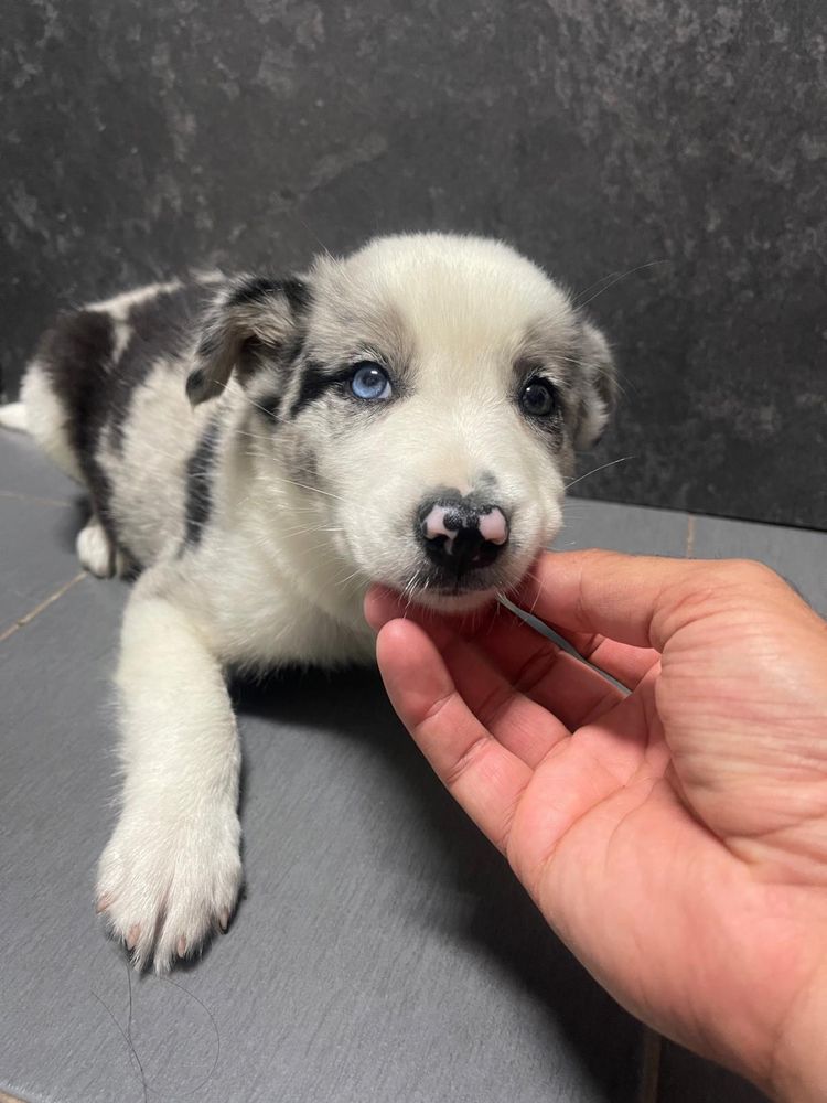 Border collie blue merle macho