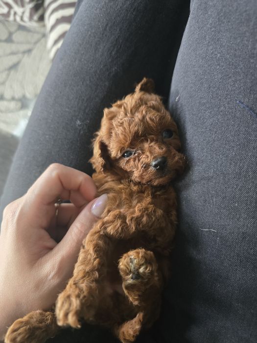 Pudel toy red brown chłopiec chińskie geny