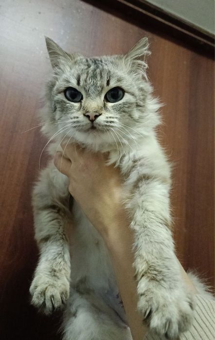 Гарна киця в добрі руки