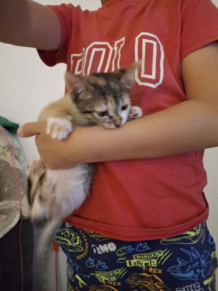 Uma gata, 3 messes