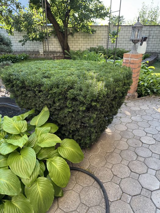 Професійний догляд за садом та ландшафтні роботи під ключ.