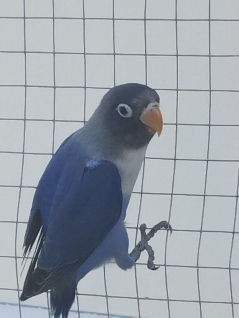 Agapórnis muito lindo