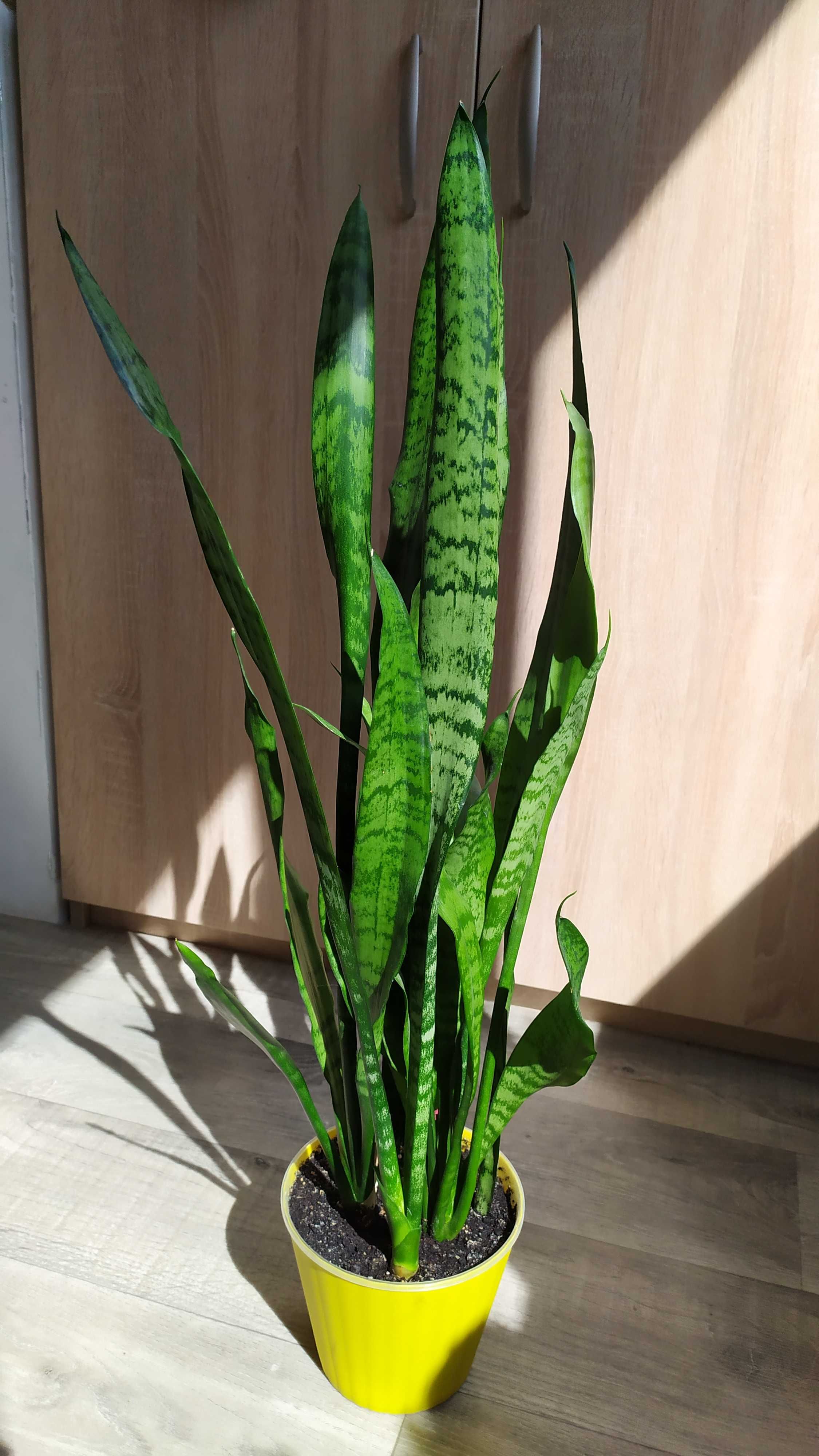 Сансевієрія Зейланіка Sansevieria Trifasciata Сансевиерия