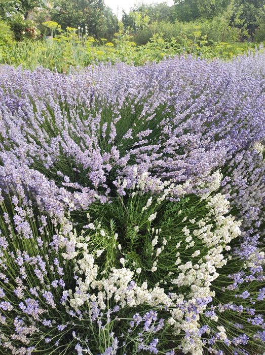 Саженцы лаванды узколистной