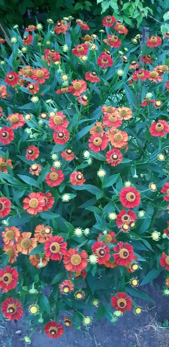 Продам  многолетние  обильно цветущие цветы. Гелениум.