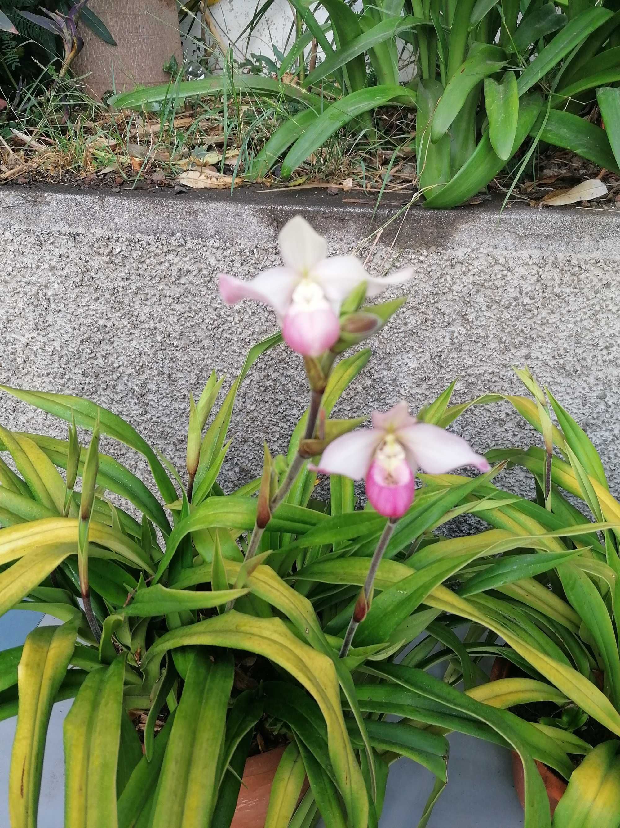 Flores orquídeas à venda