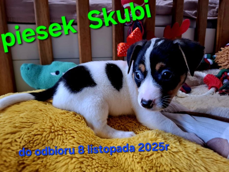 Śliczny piesek !!!  Jack Russell Terrier do odbioru RODZICE W HODOWLI