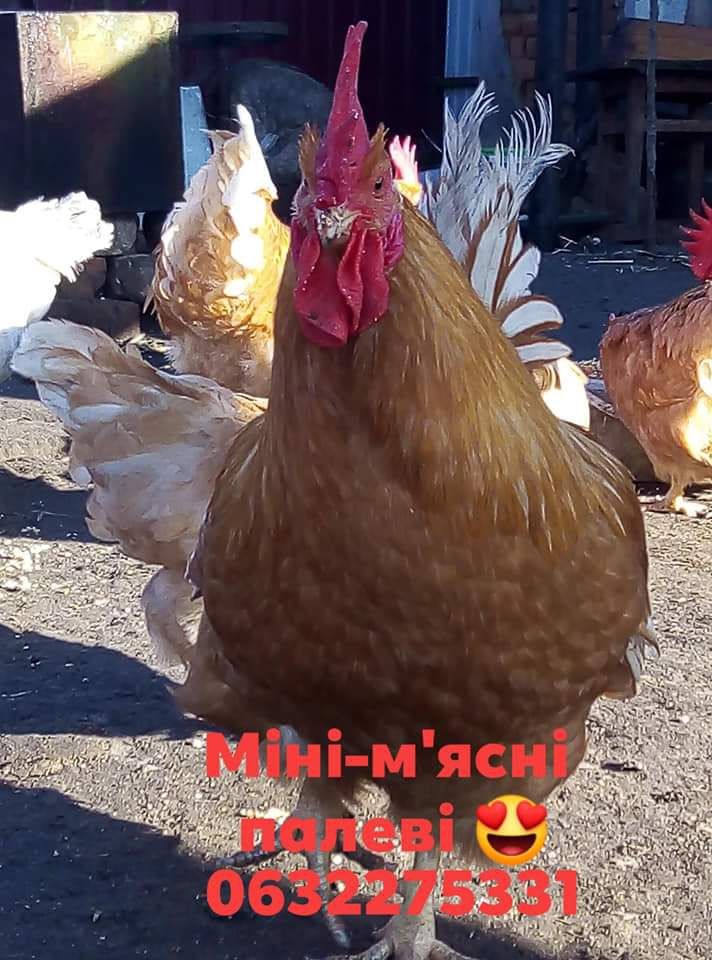 Кури курчата Міні-м'ясні палеві