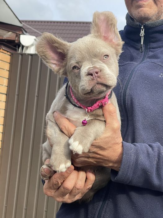 Ньюшейд Изабелла флаффи француженка